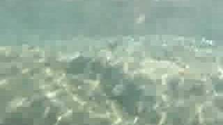 Under water footage