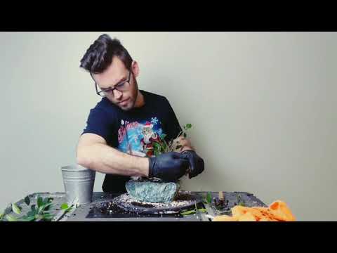 How To - Bonsai Repotting:  Tiger Bark Ficus from Home Depot