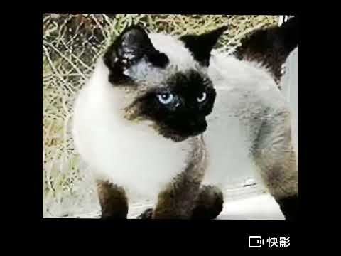 Why do Siamese cats change color?