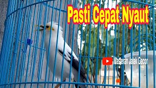 Download lagu Terapi Jalak Putih Macet Bunyi Dengan Suara Jalak Putih Gacor Full Tembakan mp3