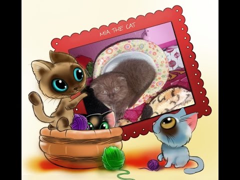 Mia the Cat (Scottish fold kitten)