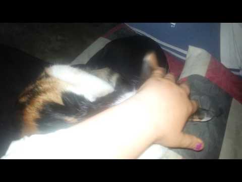 lagal pshe geanm basaqae bm amash pshela kama jwana