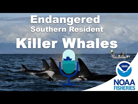 Checking In on Endangered Southern Resident Killer Whales