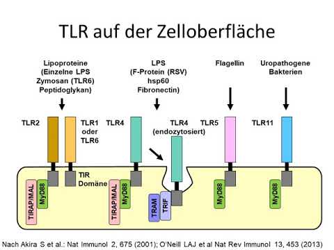 Natürliche Immunität Teil 1