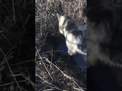 Копаем скважину для воды / ВЕО / Приколы собак / Породы собак / Щенки .