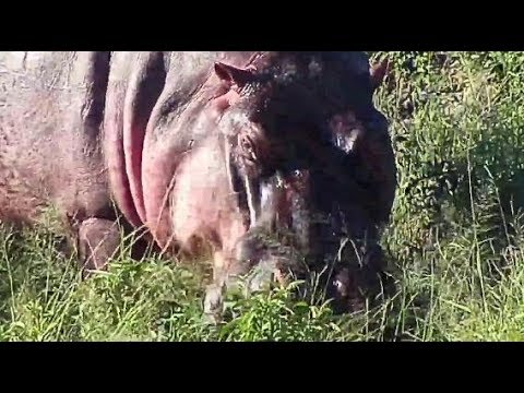 Djuma: Hippo out of water feeding - 15:55 - 04/12/20