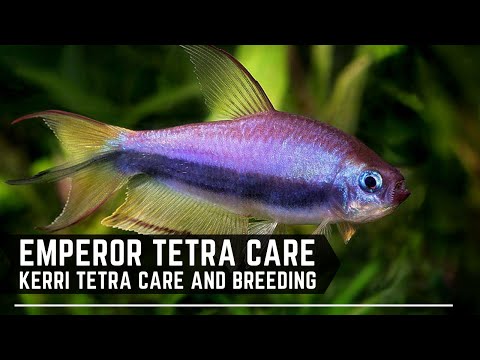 Kerri / Emperor / Royal Tetra Care Guide - How to Breed and Keep Inpaichthys Kerri
