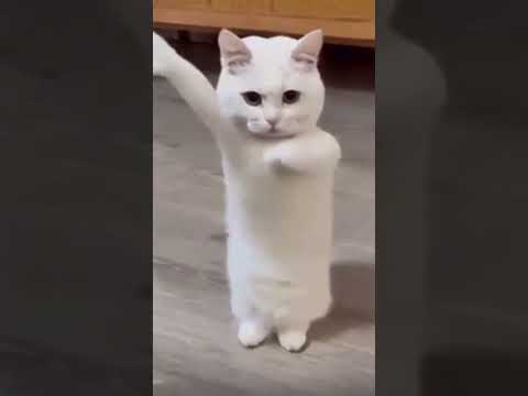 Cat funny dance😍  #shorts