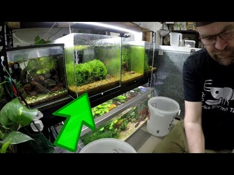 How To Selectively Breed Galaxy Shrimp At Home