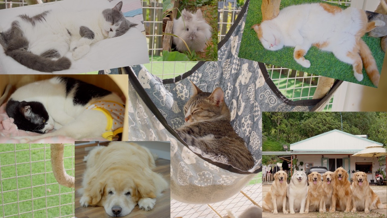 標高1500mの農園で、のんびり過ごす34匹の犬と猫と1匹のうさぎの毎日