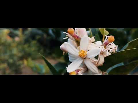 Into The Woods I Cinematic B ROLL I Arnob - Tomar Jonno (kadin lo-fi mix)