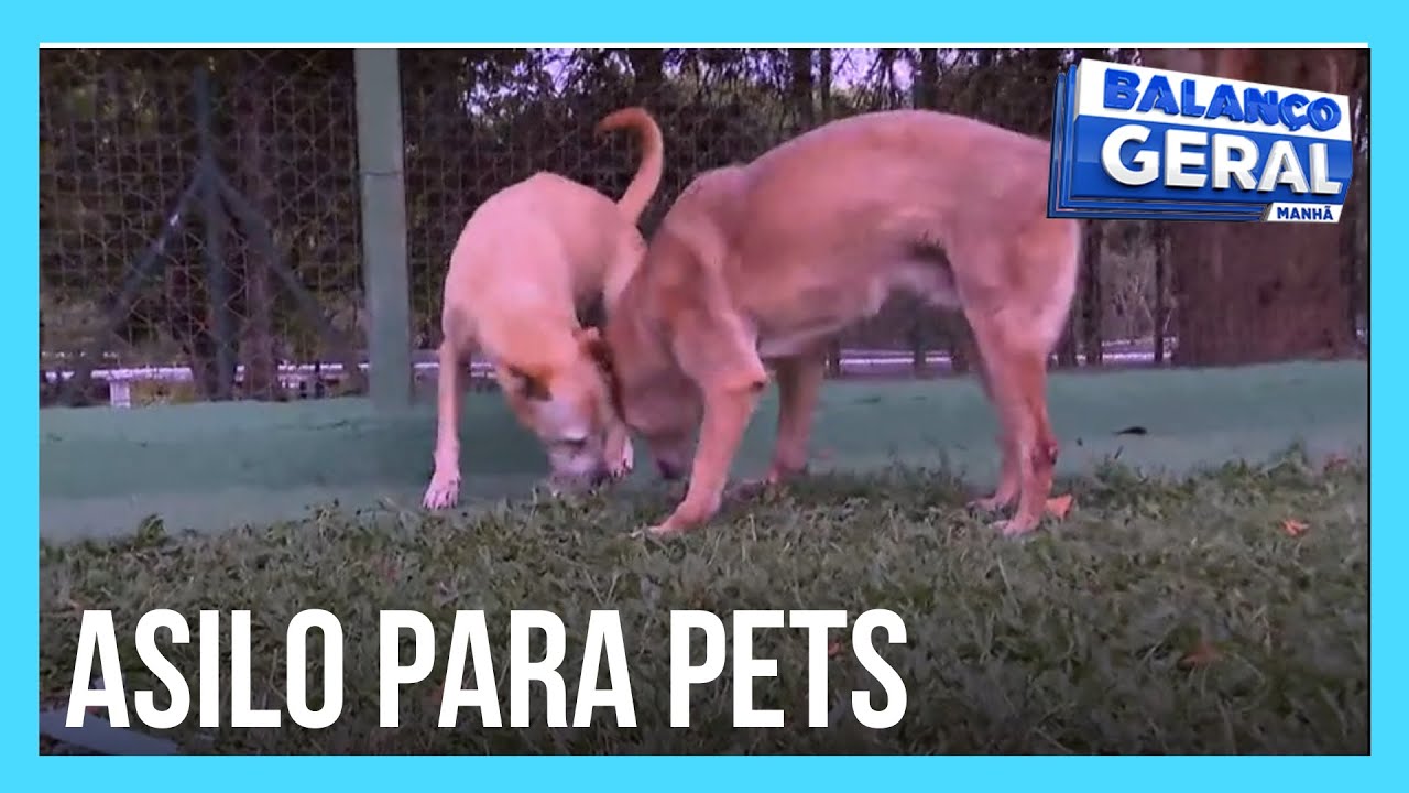 Asilo de pets oferece abrigo e acompanhamento especializado para cães idosos