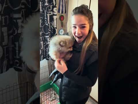 Da ili Ne?🤷🏾‍♀️@MARYSSWEETPOMS