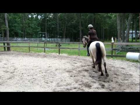 Buckskin Dressage:Training Big Trot Left