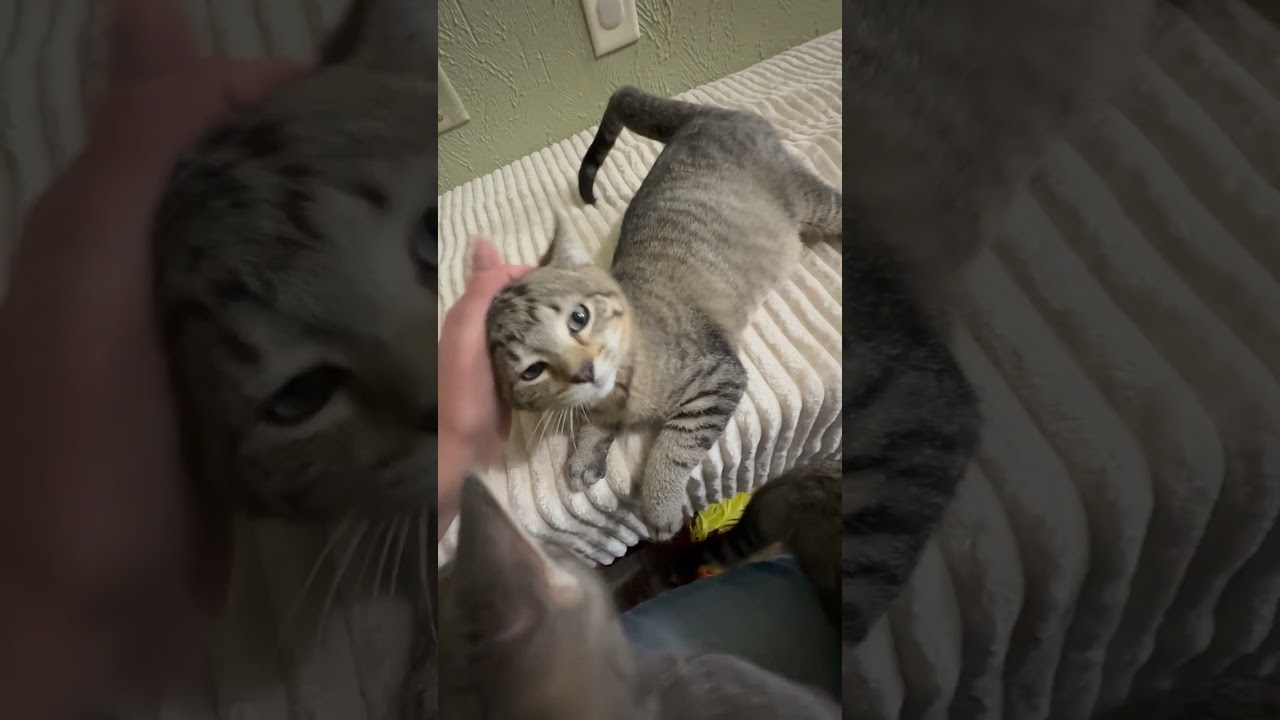 Morton - snuggly little baby, a ADOPTABLE Tabby in Neenah, WI video 6/6