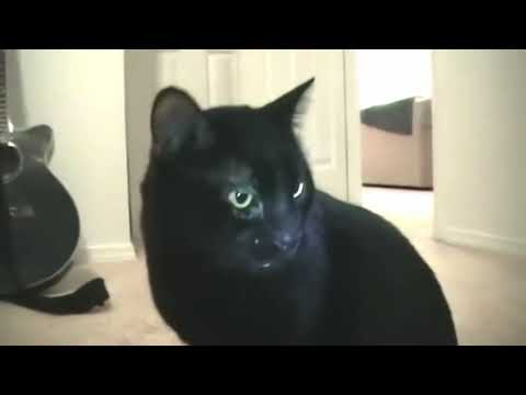 Talking Kitty Cat 16 - Good morning!