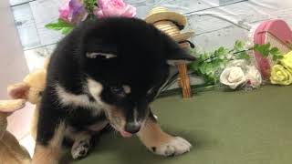 柴犬の動画01