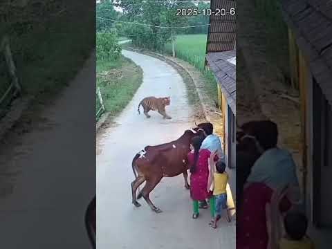 Tiger Attacks the Family! 😱🐅 #TigerAttack #WildlifeShorts #ScaryMoments #tigerspotted #animalattack