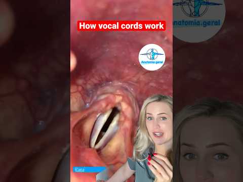 How the vocal cords make sound!