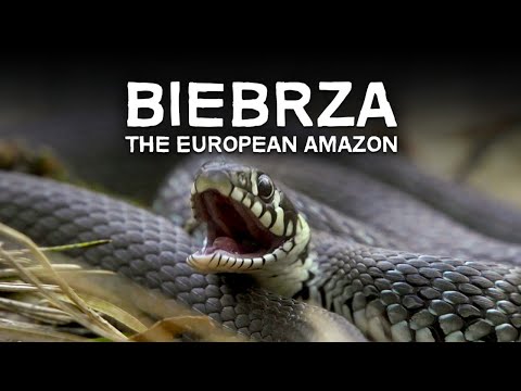 Poland's Biebrza National Park - The European Amazon - Documentary | Watch For Free On #DocuBay