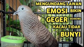 Download lagu Perkutut Lokal Gacor Suara Super Kristal - Pancingan Malas Bunyi  (99%AMPUH BANGET) mp3