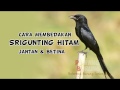  Ciri Burung Srigunting Hitam Jantan Betina, 