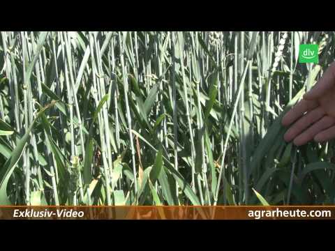 BASF-Feldtag: Fungizidstrategien bei Weizen und Gerste