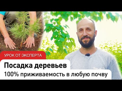 Как правильно сажать деревья. ОКС, ЗКС, КОМ. #СадыМечты #ДенисСафронов #СадовыйЭксперт