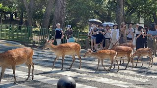 ユーニクな鹿に外国人観光客🫎 大爆笑 | deer 🦌 road crossing | deer park vlog 💞🤪