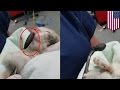 Larva Besar Dikeluarkan Dari Hidung Anak Kucing Tomonews