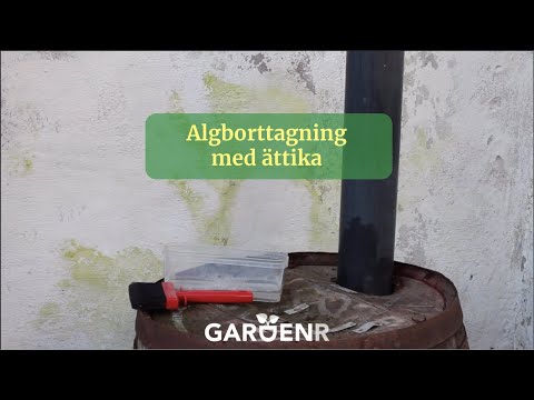 Algborttagning med Ättika - Trädgårdshacks med GardenR