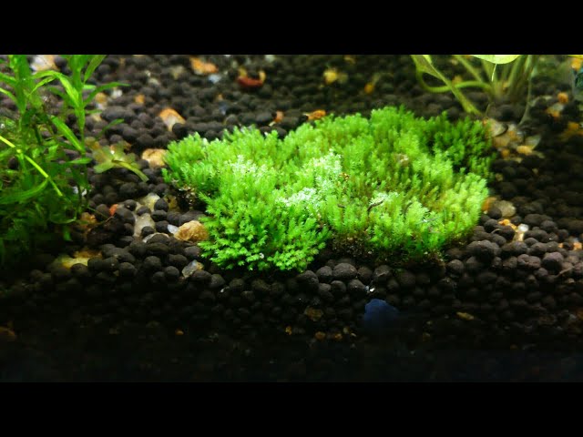 How to plant land moss in an aquarium 