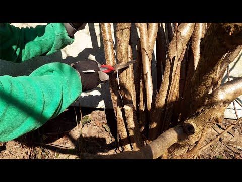 Große Sträucher verjüngen