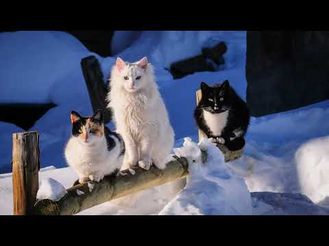 София Комарова - Снежный кот