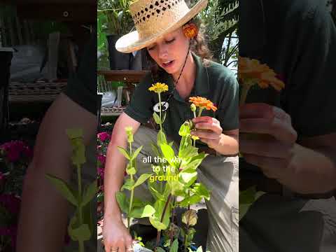 What You Didn't Know About Cutting Zinnias  - Garden Tips