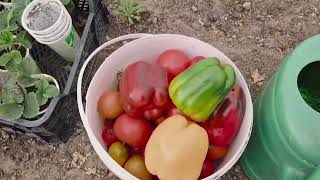 Готовим усадьбу к зиме. И ПРОЩАЮСЬ СО СТАРОЙ ЖИЗНЬЮ! И ДЕЛЮСЬ ГЛАВНОЙ НОВОСТЬЮ!