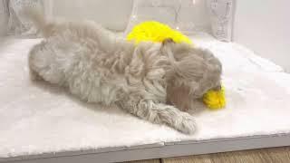 ハーフ犬の動画01