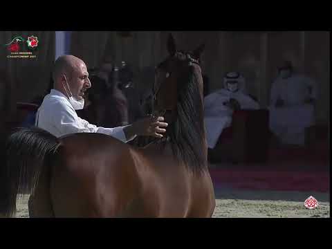 N 208 HABASHI BHM   Emirates Arabian Horse Breeders Championship 2021   Yearling Colts Class 6B