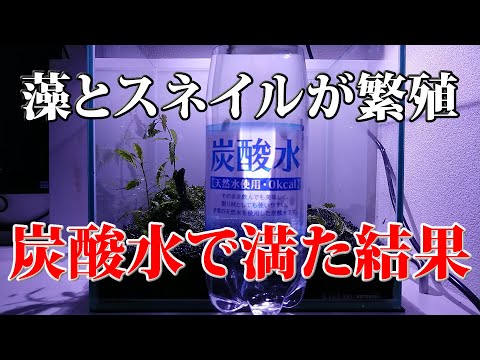 炭酸水で植物に水をやることができますか?炭酸水を使う前に知っておくべきこと！  庭園