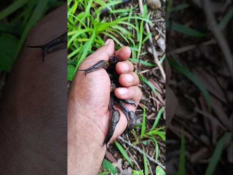 you've probably never seen this many of them before #snail #anyuniqueanimals