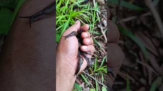 Download lagu you've probably never seen this many of them before #snail #anyuniqueanimals mp3 Download lagu you've probably never seen this many of them before #snail #anyuniqueanimals mp3