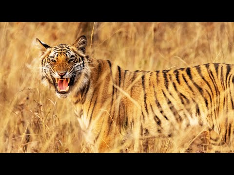 The Last Reign of a Tiger Queen (Animal Documentary)