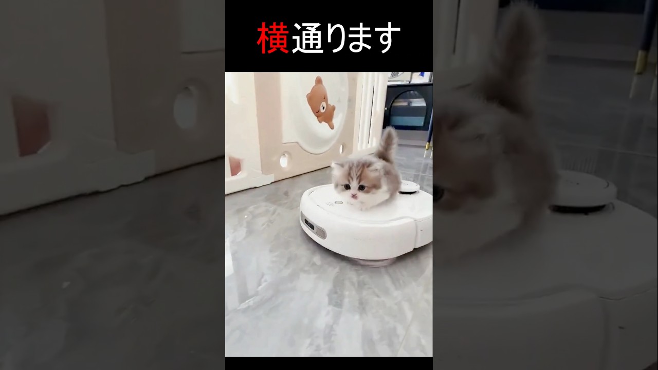 横通ります！ #動物  #ねこ #癒し　@CuteCatsMagic