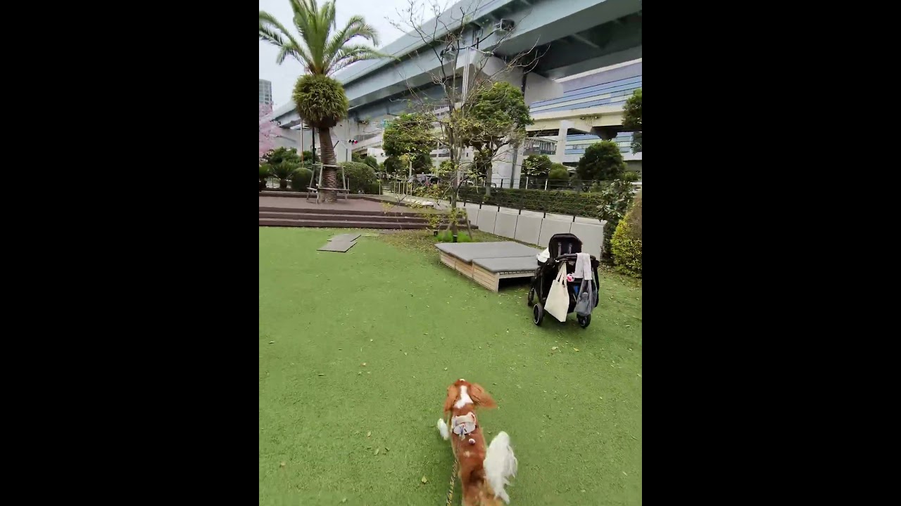 桜が一本だけ咲いててキレイだったね❤️ららちゃん