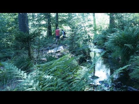 einer der besten Wanderwege im Saarland! Der Losheimer Felsenweg