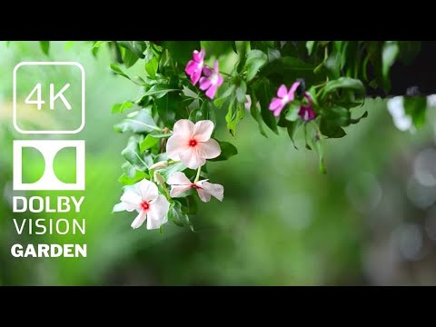 The Most Beautiful Flowers Garden | 8K Collection  ULTRA HD