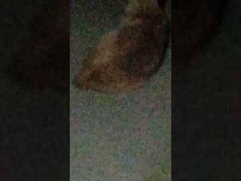 kutta ki kahar Raat ki