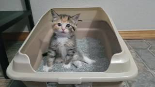 Kitten learns how to use a litter box