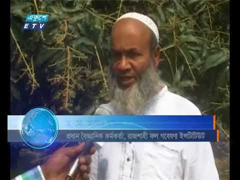 মুকুলে ছেঁয়ে গেছে রাজশাহীর প্রতিটি আম বাগান