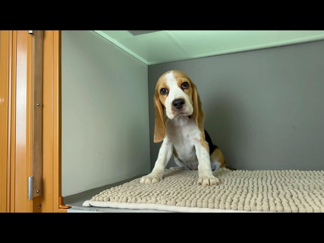(子犬) 犬種：ビーグル 男の子 ブリーダー マロニエケンネル　MARRONNIER KENNEL k4136の画像